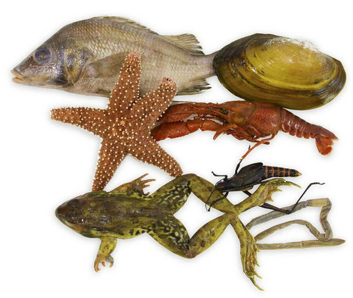 animal specimen
