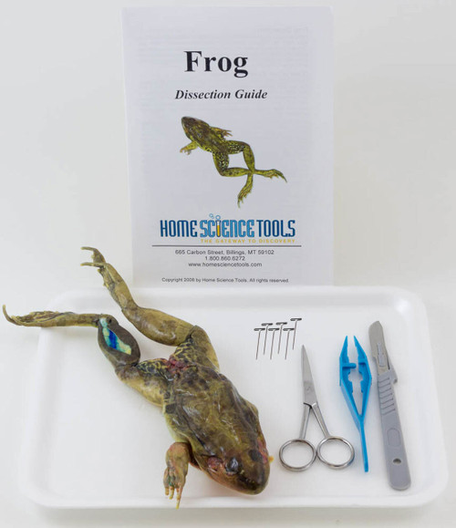 Frog Dissection Kit