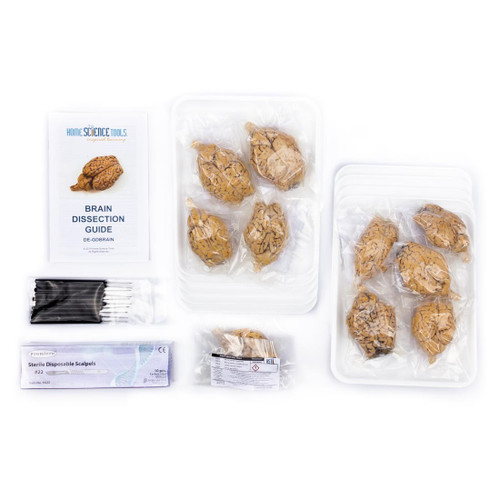10 sheep brains, dissection guide, and scalpels