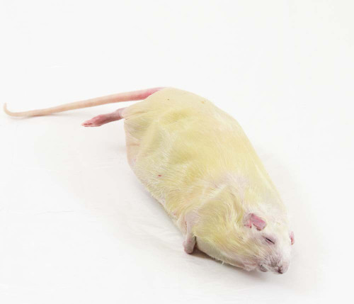 Rat Specimen, Pregnant, Double Injected