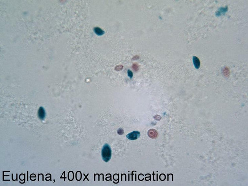 Protozoa mix slide, w.m.