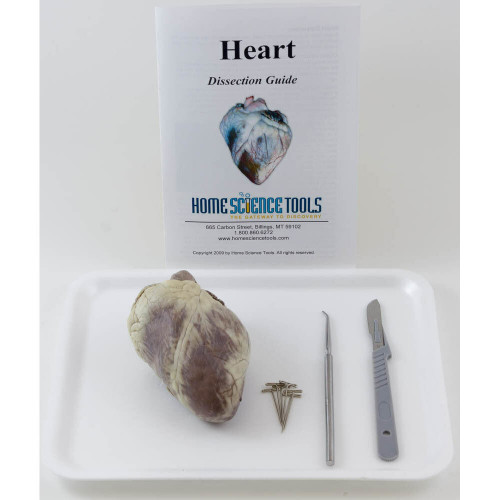 Sheep Heart Dissection Kit