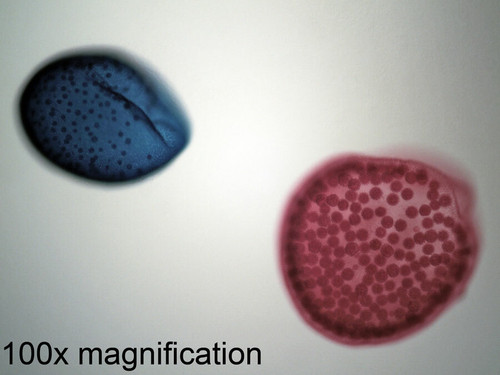 Volvox (green algae) slide, w.m.