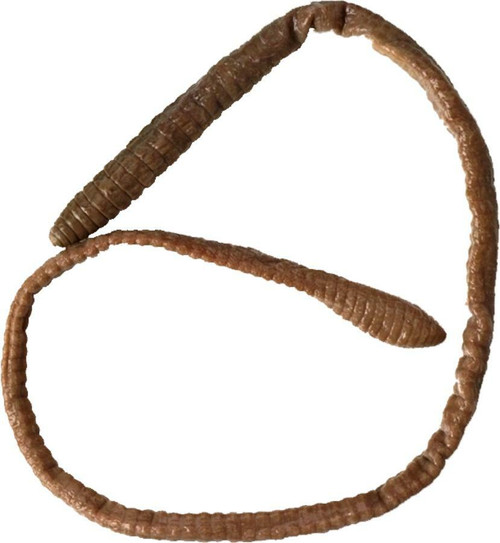 Earthworm Specimen, 9-12", Plain