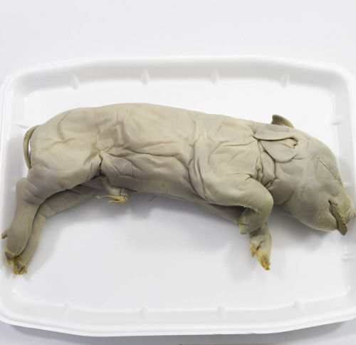 Fetal Pig Specimen, 10"-13", Plain