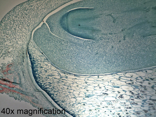 Zea Mays (Corn) slide, seed, c.s.