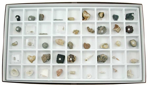 Stratigraphic Fossil Collection, 45 specimens