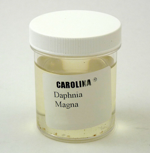 Live Daphnia Culture