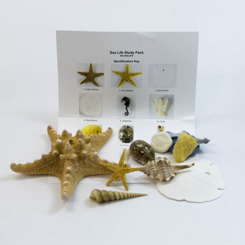 Sea Life Shell Pack