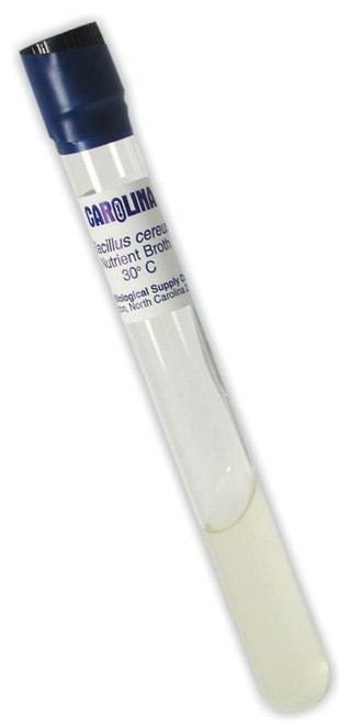 Bacillus Cereus Bacteria - Live Culture