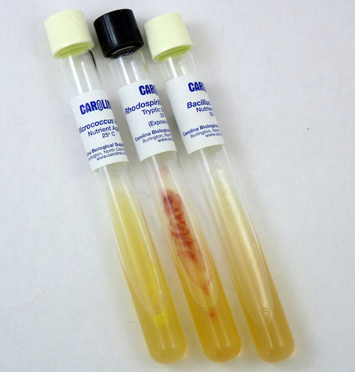 Introductory Bacteria Set - Live Culture