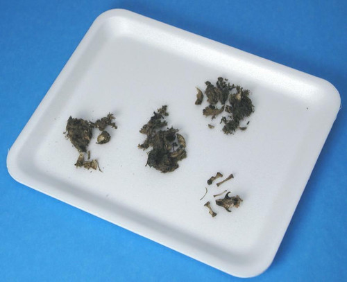 Owl Pellet with Bone Sorting Chart