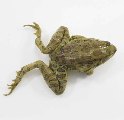 Frog Specimen, Grass, 4.5"-5.5", Plain
