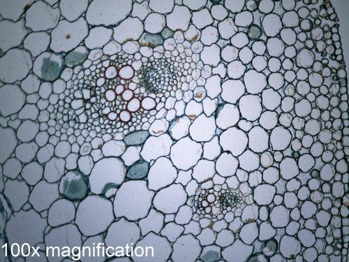 Ranunculus (Buttercup) slide, stem, c.s.