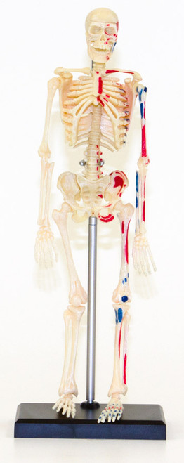 Human Skeleton Model, 9.5"
