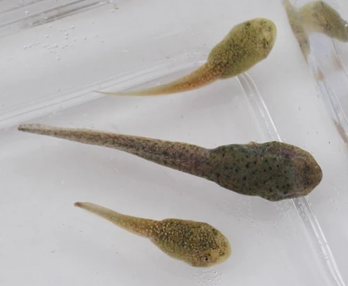 Bullfrog Tadpoles - Live