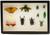 Insect Exhibit Case 8" x 12"