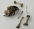 bones found inside an owl pellet