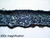 Lichen slide, foliose, section