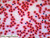 Frog blood slide, smear
