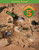 BJU Press Science 5 Activity Manual