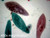 General Microscope Slide Set