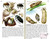 Insects Golden Guide