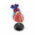 Heart Model, small