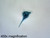 Dinoflagellate (Peridinium) slide, w.m.