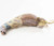 Mink Specimen, Skinned, Double Injected