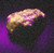 Fluorescent Minerals Kit - Longwave