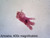 Protozoa mix slide, w.m.