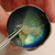 Cow Eye Dissection Kit
