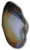 Clam Specimen, Freshwater, 4"-5", Plain