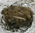 Owl Pellet with Bone Sorting Chart