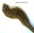 Planaria (brown) - Live Culture