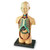 Human Body Model, small