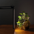 Acurit LED Lamps