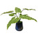 Mari Calla Accent Plant in Oxidized Metal (52|60179)