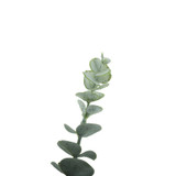 Essential Grey Eucalyptus Bush (5 Heads) 