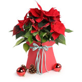 Living Vases - Red Castillo Box
