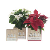 Winter Tree Wooden Cube Planters (Assorted Designs)
