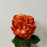 Balmoral Wild Rose Orange