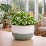 Ceramic Pot - Hortus Bordeaux Stoneware Green & White (12cm H x 17cm Dia)