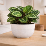 Ceramic Pot - Hortus Bordeaux Stoneware White (14.5cm H x 25cm Dia)