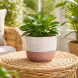 Ceramic Pot - Hortus Bordeaux Stoneware Pink & White (11cm H x 12.5cm Dia)