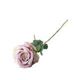 Essential Pale Lilac Garden Rose