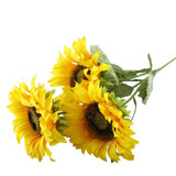 Essential Sunflower Spray (x3 Heads)