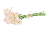 Ivory Calla Lily 