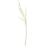 Dancing Orchid White 